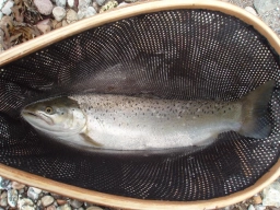 A proper fish A proper fish