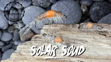 Video thumb for Solar Scud