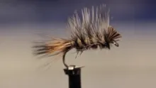 Video thumb for Rough Water Caddis