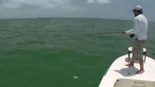 Video thumb for Crab Flush Tarpon