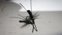Video thumb for Tiny Dancer Caddis Pupa