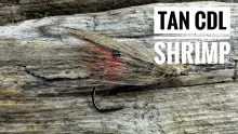 Video thumb for Tan CDL Shrimp