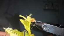 Video thumb for Bluegill Bee