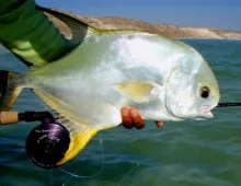 Video thumb for Arabian Perms