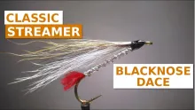 Video thumb for Blacknose Dace
