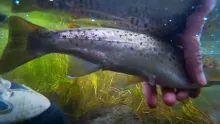 Video thumb for Fly fishing for Wild Brown Trout Part 2