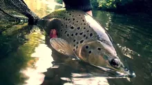 Video thumb for Early Autumn Czech Nymphing