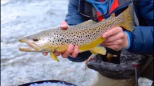 Video thumb for Big brown trout on a streamer