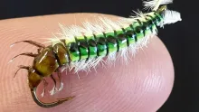Video thumb for Caddis Larva