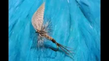 Video thumb for Grey Rollover Mayfly