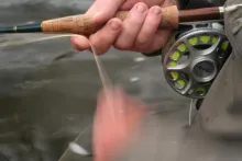 User submitted picture: P-A strips