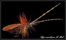 User submitted picture: braun caddis