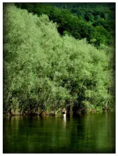 User submitted picture: Lost in green paradise