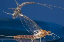 User submitted picture: Stuck in the shuck!