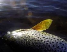 User submitted picture: Searun brown trout at 5.3...