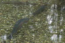 User submitted picture: A honey hole holding some...