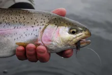 User submitted picture: Leech eating still-water ...