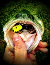 User submitted picture: bassmouth