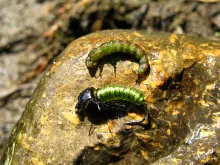 User submitted picture: Grayling food ! by www.gu...