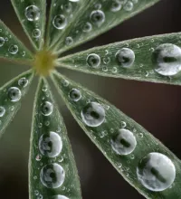 User submitted picture: Lupin after the rain