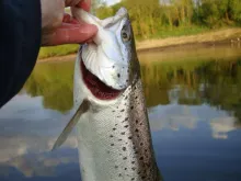 User submitted picture: This is a fresh run sea t...