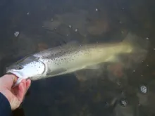 User submitted picture: Wild Thames Sea Trout cau...