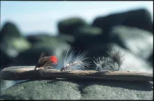 User submitted picture: Three coastal flies