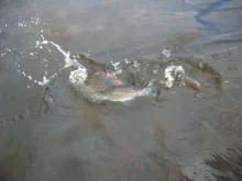 User submitted picture: A spirited River Eden Gra...