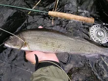 User submitted picture: 45cm greyling with dry fl...