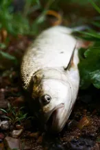 User submitted picture: Aspius