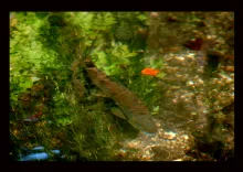 User submitted picture: good fish