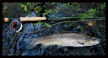 User submitted picture: Brown trout