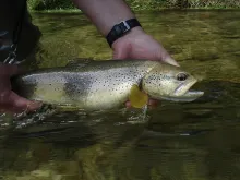 User submitted picture: typical brown trout caugh...
