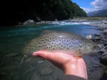 User submitted picture: Sea running beauty