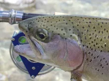 User submitted picture: Close up Socca rainbow tr...