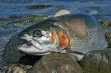 User submitted picture: 7 pounds af rainbow from ...