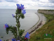 Computer screen wallpaper: Blue flower, nice view.