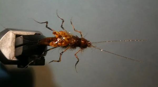 User submitted picture: Stonefly Nymph.