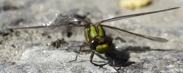 User submitted picture: dragonfly