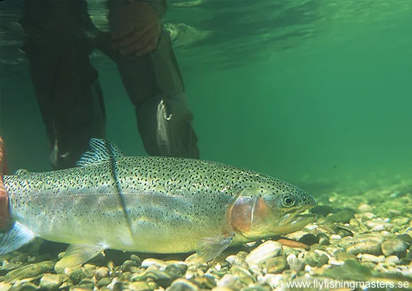 User submitted picture: Releasing a rainbow