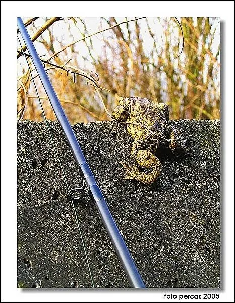 User submitted picture: Frog