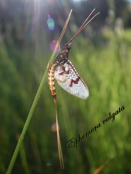 User submitted picture: ephemera vulgata
