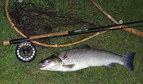 User submitted picture: Seatrout from a German Ri...