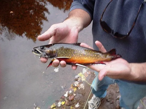 User submitted picture: Adirondack Brookie