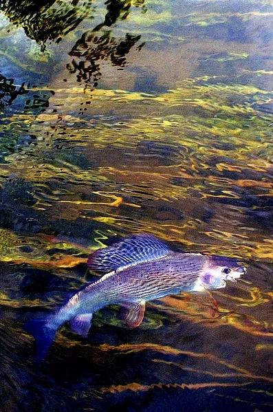 User submitted picture: Modified in photoshop. Gr...