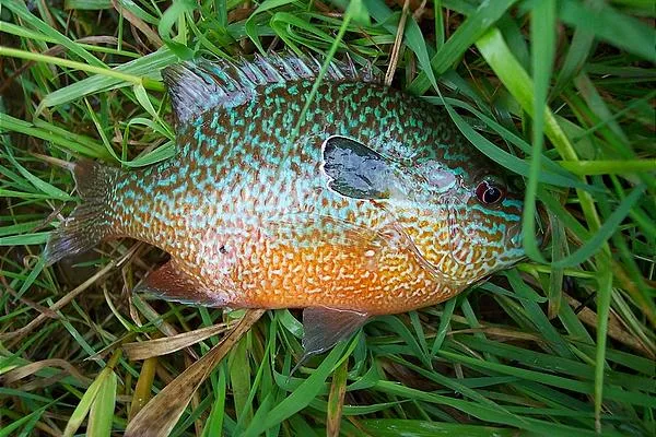 User submitted picture: The longear sunfish is of...