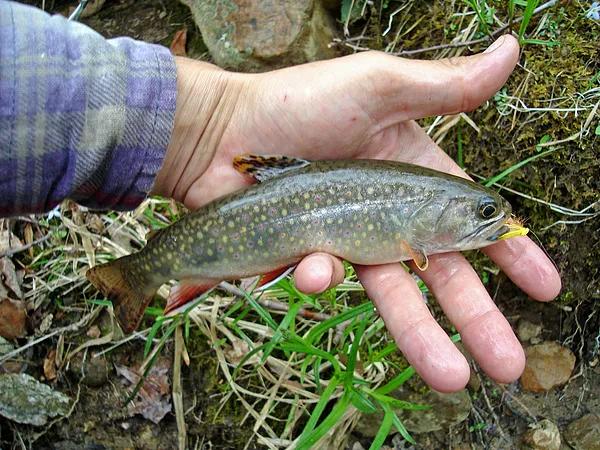 User submitted picture: beautiful fish