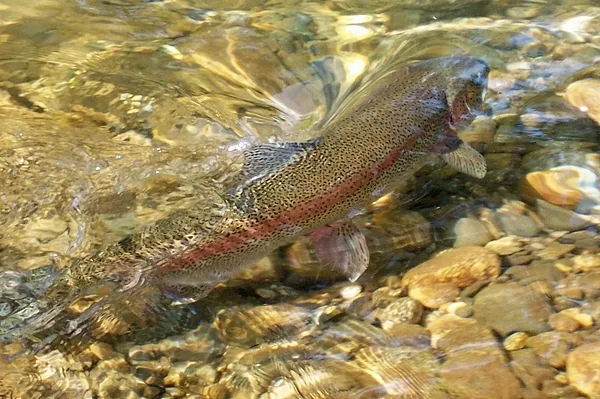 User submitted picture: Rainbow