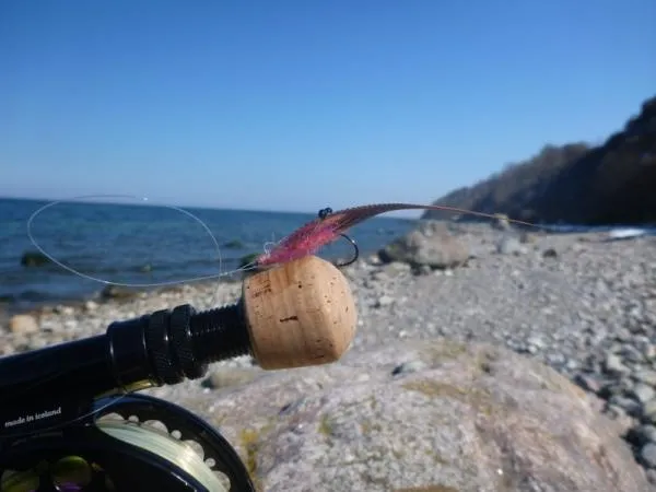 User submitted picture: another shrimp for Baltic...