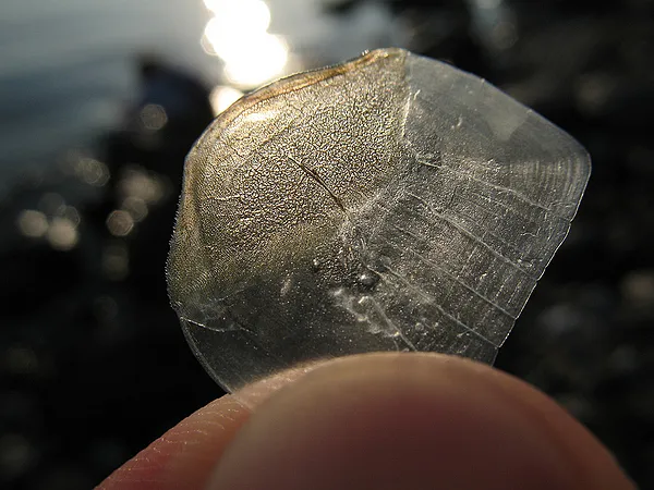 User submitted picture: Scale of a mullet